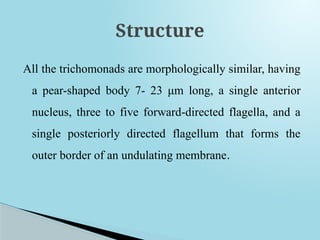 All the trichomonads are morphologically similar, having
a pear-shaped body 7- 23 μm long, a single anterior
nucleus, three to five forward-directed flagella, and a
single posteriorly directed flagellum that forms the
outer border of an undulating membrane.
Structure
 