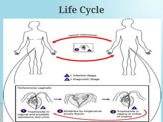 Life Cycle
 