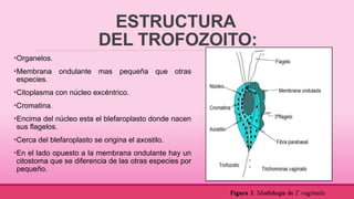 Comprehensive Study on Trichomonas vaginalis: Morphology, Diagnosis ...