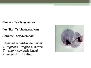 Classe: Trichomonadae
Família: Trichomonadidae
Gênero: Trichomonas
Espécies parasitas do homem
T. vaginalis - vagina e uretra
T. tenax - cavidade bucal
T. hominis – intestino
 