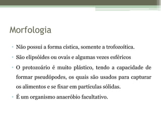 Morfologia
• Não possui a forma cística, somente a trofozoítica.
• São elipsóides ou ovais e algumas vezes esféricos
• O protozoário é muito plástico, tendo a capacidade de
formar pseudópodes, os quais são usados para capturar
os alimentos e se fixar em partículas sólidas.
• É um organismo anaeróbio facultativo.
 