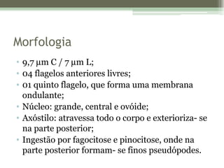 Morfologia
• 9,7 mm C / 7 mm L;
• 04 flagelos anteriores livres;
• 01 quinto flagelo, que forma uma membrana
ondulante;
• Núcleo: grande, central e ovóide;
• Axóstilo: atravessa todo o corpo e exterioriza- se
na parte posterior;
• Ingestão por fagocitose e pinocitose, onde na
parte posterior formam- se finos pseudópodes.
 