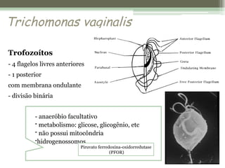 Trichomonas vaginalis
Trofozoítos
- 4 flagelos livres anteriores
- 1 posterior
com membrana ondulante
- divisão binária
- anaeróbio facultativo
- metabolismo: glicose, glicogênio, etc
- não possui mitocôndria
-hidrogenossomos
Piruvato ferredoxina-oxidorredutase
(PFOR)
 