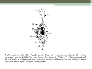 Trichomonas vaginalis; FA = Flagelo anterior livre; MO = Membrana ondulante; CP = Corpo
parabasal e aparato de Golgi (são vistos juntos); C0 = Costa; N = Núcleo; FP = Filamento parabasal;
AX = Axóstilo; H =Hidrogenossomos; (Adaptada de Heinz Mehlhorn editor. Parasitology in Focus.
Facts and Trends. Berlin: Springer-Verlang; 1988.
 