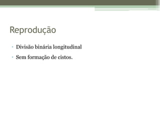 Reprodução
• Divisão binária longitudinal
• Sem formação de cistos.
 