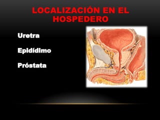 LOCALIZACIÓN EN EL
HOSPEDERO
 