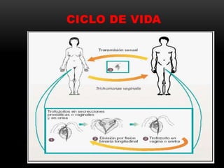 CICLO DE VIDA
 