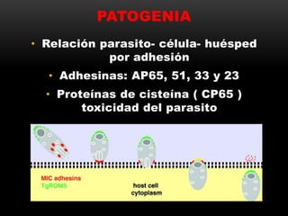 PATOGENIA
• Relación parasito- célula- huésped
por adhesión
• Adhesinas: AP65, 51, 33 y 23
• Proteínas de cisteína ( CP65 )
toxicidad del parasito
 