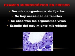 EXAMEN MICROSCÓPICO EN FRESCO
• Ver microorganismos sin fijarlos
• No hay necesidad de teñirlos
• Se observan los organismos vivos
• Estudio del movimiento microbiano
 