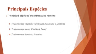 Principais Espécies
 Principais espécies encontradas no homem:
 Trichomonas vaginalis : genitália masculina e feminina
 Trichomonas tenax: Cavidade bucal
 Trichomonas hominis: Intestino
 
