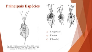 Principais Espécies
A) T. vaginalis
B) T. tenax
C) T. hominis
 