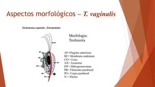 Aspectos morfológicos – T. vaginalis
 