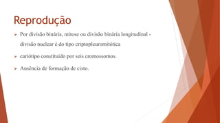 Reprodução
 Por divisão binária, mitose ou divisão binária longitudinal -
divisão nuclear é do tipo criptopleuromitótica
 cariótipo constituído por seis cromossomos.
 Ausência de formação de cisto.
 