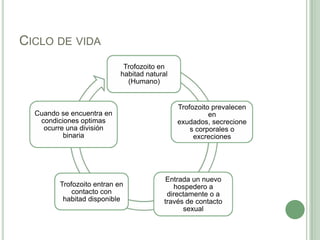 CICLO DE VIDA
                             Trofozoito en
                            habitad natural
                              (Humano)


                                              Trofozoito prevalecen
  Cuando se encuentra en                                en
   condiciones optimas                        exudados, secrecione
    ocurre una división                           s corporales o
          binaria                                  excreciones




                                          Entrada un nuevo
         Trofozoito entran en               hospedero a
             contacto con                 directamente o a
          habitad disponible             través de contacto
                                               sexual
 