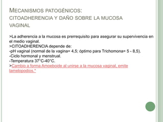 MECANISMOS PATOGÉNICOS:
CITOADHERENCIA Y DAÑO SOBRE LA MUCOSA
VAGINAL

>La adherencia a la mucosa es prerrequisito para asegurar su supervivencia en
el medio vaginal.
>CITOADHERENCIA depende de:
-pH vaginal (normal de la vagina= 4,5; óptimo para Trichomona= 5 - 8,5).
-Ciclo hormonal y menstrual.
-Temperatura 37°C-40°C.
>Cambio a forma Amoeboide al unirse a la mucosa vaginal, emite
lamelopodios.*
 