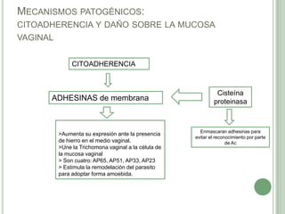 MECANISMOS PATOGÉNICOS:
CITOADHERENCIA Y DAÑO SOBRE LA MUCOSA
VAGINAL


            CITOADHERENCIA



                                                            Cisteína
      ADHESINAS de membrana                                proteinasa



                                                     Enmascaran adhesinas para
       >Aumenta su expresión ante la presencia
                                                   evitar el reconocimiento por parte
       de hierro en el medio vaginal.                             de Ac
       >Une la Trichomona vaginal a la célula de
       la mucosa vaginal
       > Son cuatro: AP65, AP51, AP33, AP23
       > Estimula la remodelación del parasito
       para adoptar forma amoebida.
 
