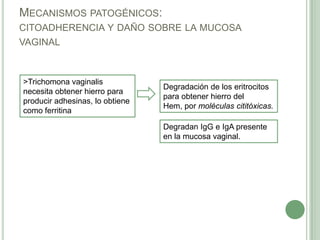 MECANISMOS PATOGÉNICOS:
CITOADHERENCIA Y DAÑO SOBRE LA MUCOSA
VAGINAL



>Trichomona vaginalis
                                 Degradación de los eritrocitos
necesita obtener hierro para
                                 para obtener hierro del
producir adhesinas, lo obtiene
                                 Hem, por moléculas cititóxicas.
como ferritina

                                 Degradan IgG e IgA presente
                                 en la mucosa vaginal.
 