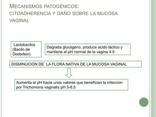 MECANISMOS PATOGÉNICOS:
CITOADHERENCIA Y DAÑO SOBRE LA MUCOSA
VAGINAL




  Lactobacilos
                    Degrada glucógeno, produce acido láctico y
 (Bacilo de
                    mantiene el pH normal de la vagina 4.5
 Doderlein)

DISMINUCION DE LA FLORA NATIVA DE LA MUCOSA VAGINAL



   Aumenta el pH hacia unos valores que benefician la infeccion
   por Trichomona vaginalis pH 5-8.5
 