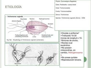 Phylum: Zoomastigina (flagelada)

            Class: Parabasilia –cuerpo basal
ETIOLOGÍA   Order: Trichomonadida

            Family: Trichomonadidae

            Genus: Trichomonas

            Species: Trichomonas vaginalis (Donne´, 1836)




                   >Ovoide o piriforme*
                   >Trofozoito 10-30
                   micras de longitud x 10-
                   18micras de ancho.
                   >Núcleo oval
                   excéntrico.
                   >No poseen
                   mitocondrias, en
                   cambio, Hidrogenosoma
                   s
                   >No posee quistes
                   >Reproducción binaria.
 