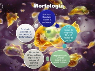Trichomoniasis | PPTX