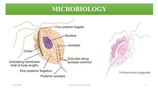 10/17/2023 Trichomoniasis by Dr. Elioba 6
MICROBIOLOGY
 