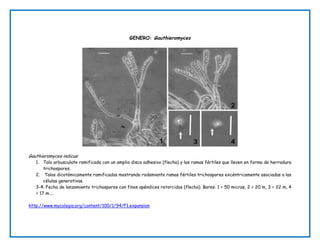 GENERO: Gauthieromyces
Gauthieromyces indicus:
1. Talo arbusculate ramificada con un amplio disco adhesivo (flecha) y las ramas fértiles que lleven en forma de herradura
trichospores.
2. Talos dicotómicamente ramificados mostrando rodamiento ramas fértiles trichospores excéntricamente asociadas a las
células generativas.
3-4. Fecha de lanzamiento trichospores con finos apéndices retorcidos (flecha). Bares: 1 = 50 micras, 2 = 20 m, 3 = 22 m, 4
= 17 m....
http://www.mycologia.org/content/100/1/94/F1.expansion
 