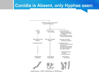 Conidia is Absent, only Hyphae seen:

 