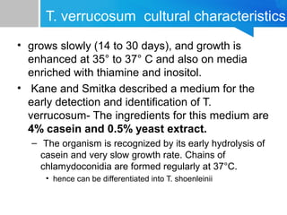 T. verrucosum cultural characteristics
• grows slowly (14 to 30 days), and growth is
enhanced at 35° to 37° C and also on media
enriched with thiamine and inositol.
• Kane and Smitka described a medium for the
early detection and identiﬁcation of T.
verrucosum- The ingredients for this medium are
4% casein and 0.5% yeast extract.
– The organism is recognized by its early hydrolysis of
casein and very slow growth rate. Chains of
chlamydoconidia are formed regularly at 37°C.
• hence can be differentiated into T. shoenleinii

 