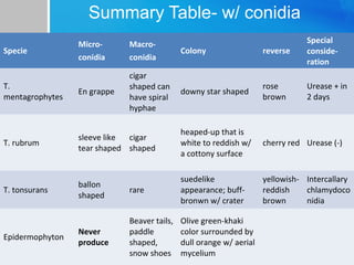 Summary Table- w/ conidia
Microconidia

Macroconidia

Colony

reverse

Special
consideration

T.
mentagrophytes

En grappe

cigar
shaped can
have spiral
hyphae

downy star shaped

rose
brown

Urease + in
2 days

T. rubrum

sleeve like
cigar
tear shaped shaped

heaped-up that is
white to reddish w/
a cottony surface

cherry red Urease (-)

T. tonsurans

ballon
shaped

rare

suedelike
appearance; buffbronwn w/ crater

yellowish- Intercallary
reddish
chlamydoco
brown
nidia

Never
produce

Beaver tails,
paddle
shaped,
snow shoes

Olive green-khaki
color surrounded by
dull orange w/ aerial
mycelium

Specie

Epidermophyton

 