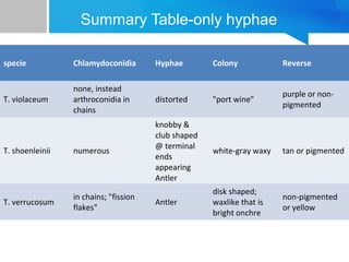 Summary Table-only hyphae
specie

Chlamydoconidia

Hyphae

Colony

Reverse

T. violaceum

none, instead
arthroconidia in
chains

distorted

"port wine"

purple or nonpigmented

T. shoenleinii

numerous

knobby &
club shaped
@ terminal
ends
appearing
Antler

white-gray waxy

tan or pigmented

T. verrucosum

in chains; "fission
flakes"

Antler

disk shaped;
waxlike that is
bright onchre

non-pigmented
or yellow

 