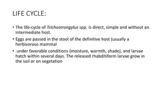 LIFE CYCLE:
• The life-cycle of Trichostrongylus spp. is direct, simple and without an
intermediate host.
• Eggs are passed in the stool of the definitive host (usually a
herbivorous mammal
• under favorable conditions (moisture, warmth, shade), and larvae
hatch within several days. The released rhabditiform larvae grow in
the soil or on vegetation
 