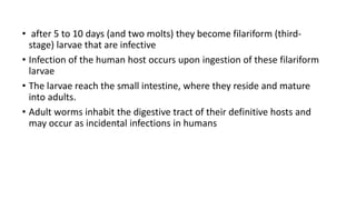 • after 5 to 10 days (and two molts) they become filariform (third-
stage) larvae that are infective
• Infection of the human host occurs upon ingestion of these filariform
larvae
• The larvae reach the small intestine, where they reside and mature
into adults.
• Adult worms inhabit the digestive tract of their definitive hosts and
may occur as incidental infections in humans
 