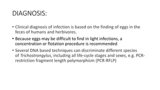 DIAGNOSIS:
• Clinical diagnosis of infection is based on the finding of eggs in the
feces of humans and herbivores.
• Because eggs may be difficult to find in light infections, a
concentration or flotation procedure is recommended
• Several DNA based techniques can discriminate different species
of Trichostrongylus, including all life-cycle stages and sexes, e.g. PCR-
restriction fragment length polymorphism (PCR-RFLP)
 