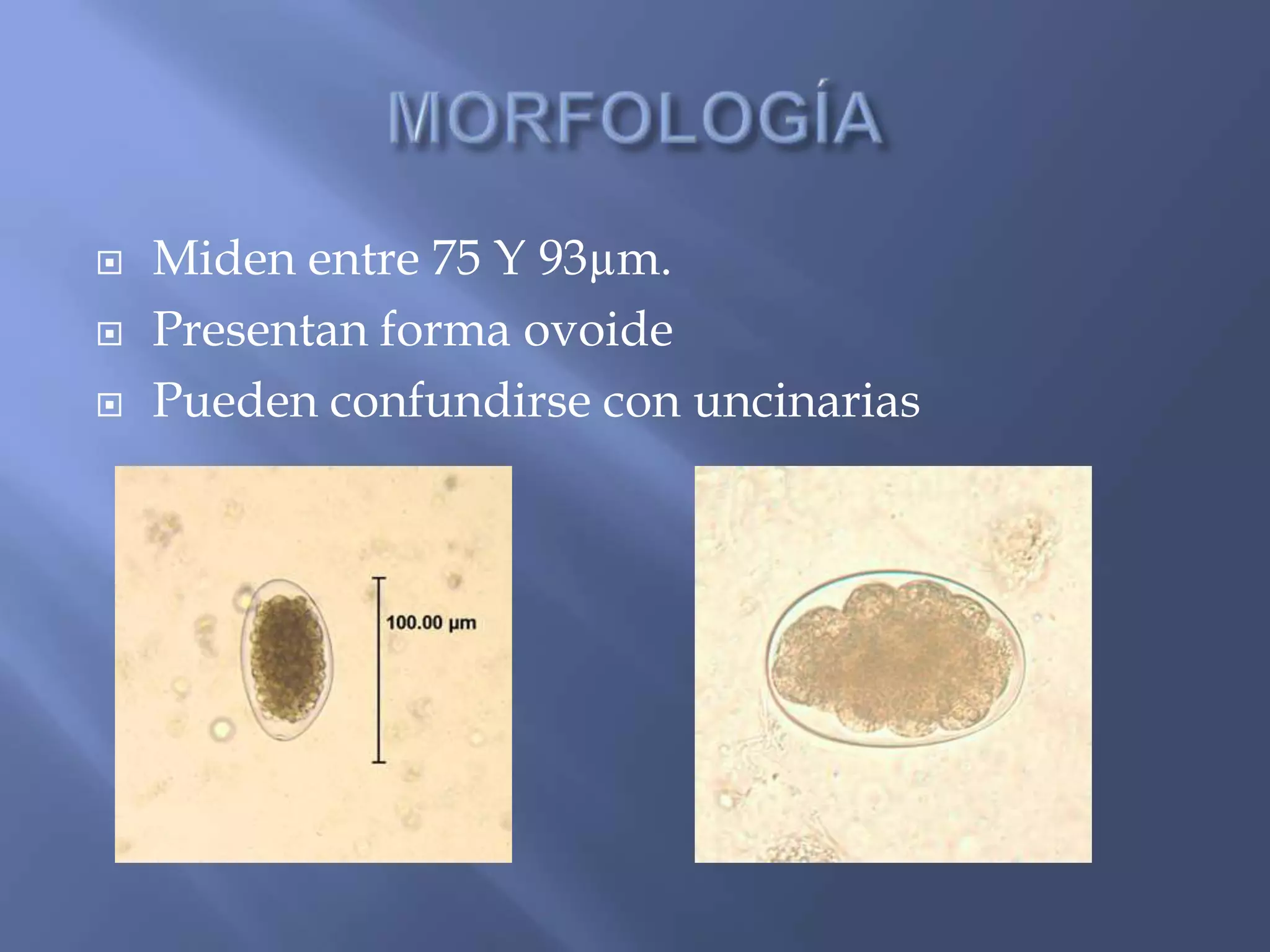  Miden entre 75 Y 93µm.
 Presentan forma ovoide
 Pueden confundirse con uncinarias
 
