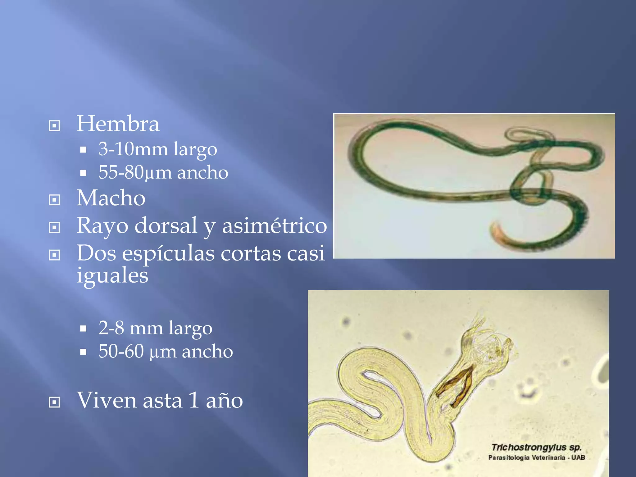  Hembra
 3-10mm largo
 55-80µm ancho
 Macho
 Rayo dorsal y asimétrico
 Dos espículas cortas casi
iguales
 2-8 mm largo
 50-60 µm ancho
 Viven asta 1 año
 
