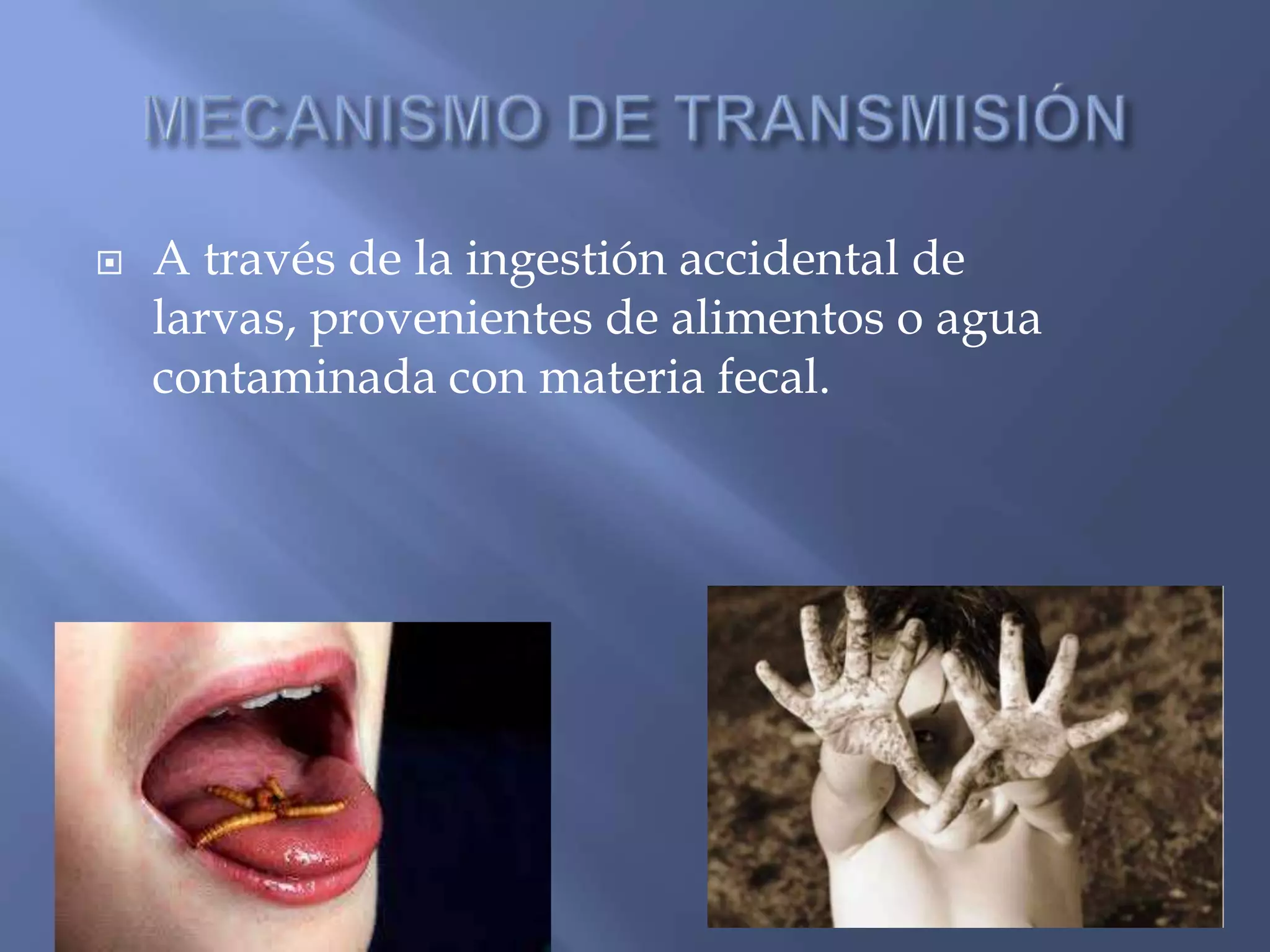  A través de la ingestión accidental de
larvas, provenientes de alimentos o agua
contaminada con materia fecal.
 