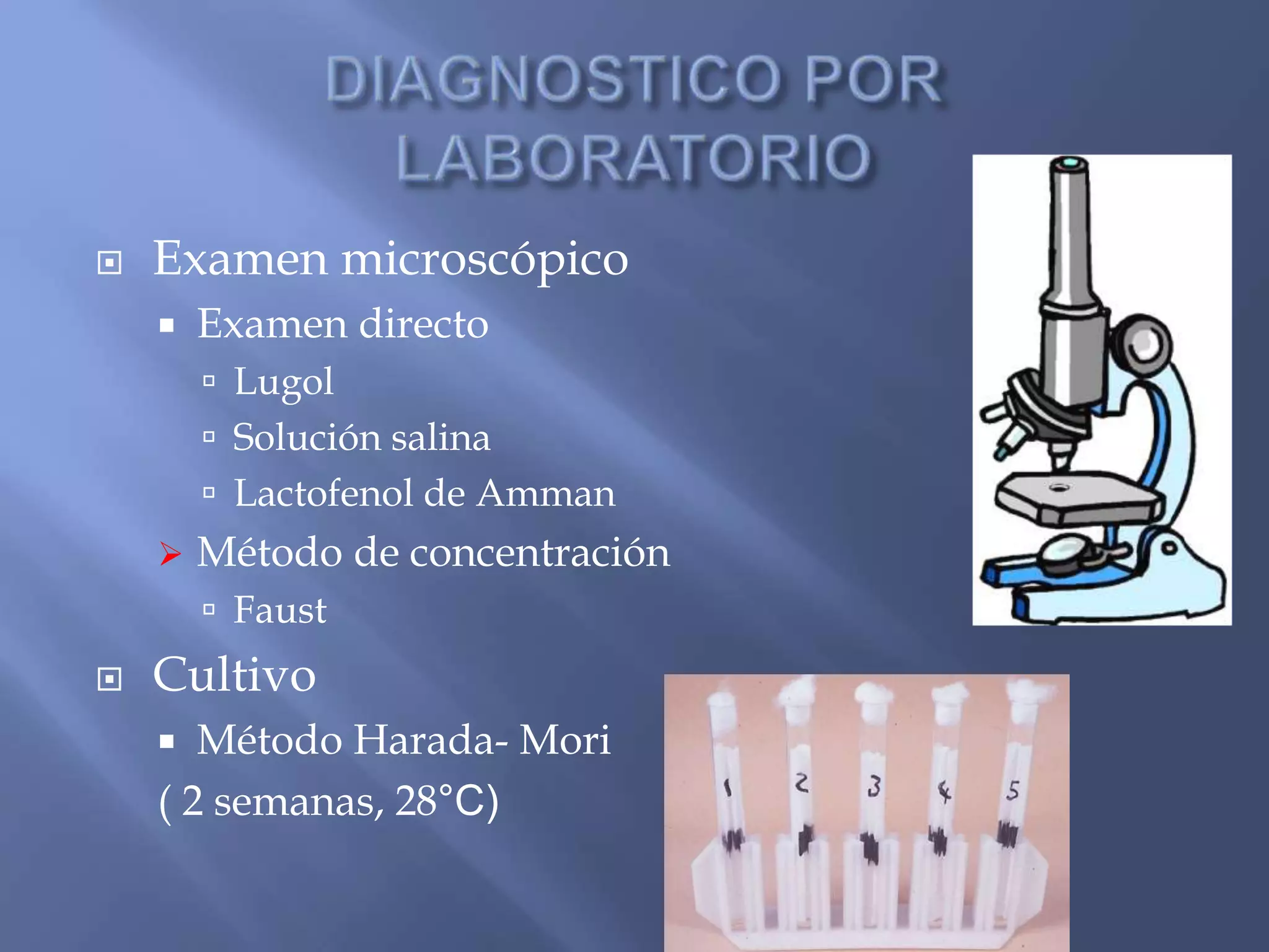  Examen microscópico
 Examen directo
 Lugol
 Solución salina
 Lactofenol de Amman
 Método de concentración
 Faust
 Cultivo
 Método Harada- Mori
( 2 semanas, 28°C)
 