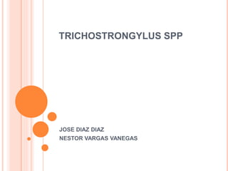 TRICHOSTRONGYLUS SPP 
JOSE DIAZ DIAZ 
NESTOR VARGAS VANEGAS 
 