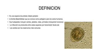 DEFINICION
• Es una especie de protista ciliado parásito
• la familia Balantiididae que se conoce como patógeno para los seres humanos.
• Sus huéspedes incluyen cerdos, jabalíes, ratas, primates (incluyendo humanos)
• La infección es producida entre estas especies por transmisión fecal-oral.
• Los cerdos son los reservorios más comunes
 