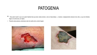 PATOGENIA
• Para poder invadir lo que es la pared intestinal tiene que tener ciertas enzimas como la hialuronidasa y mecánica (desplazamiento atraves de los cilios ya que los trofozitos
llegan a la submucosa y se replica
• Presenta ulceras planas y redondas es decir de cuello ancho y borde irregular
 