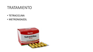 TRATAMIENTO
• TETRACICLINA
• METRONIDAZOL
 