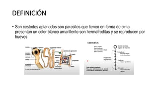 DEFINICIÓN
• Son cestodes aplanados son parasitos que tienen en forma de cinta
presentan un color blanco amarillento son hermafroditas y se reproducen por
huevos
 
