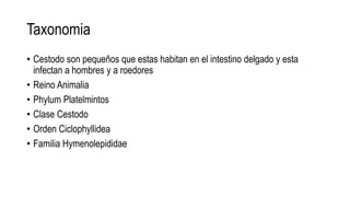Taxonomia
• Cestodo son pequeños que estas habitan en el intestino delgado y esta
infectan a hombres y a roedores
• Reino Animalia
• Phylum Platelmintos
• Clase Cestodo
• Orden Ciclophyllidea
• Familia Hymenolepididae
 