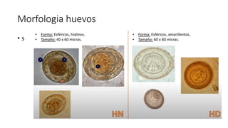 Morfologia huevos
• s
 