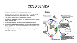 CICLO DE VIDA
• el ciclo puede ser puede ser d e i el directo es por sus huevos
• cuando se ingiere los huevos por contaminación fecal, una ves ingerida llega al
estomago y los jugos gástricos van hacer que esos huevos se ablanden,
• y este huevo se libera convertirá en cistycercoide en 2 a 5 días
• el cistycercoide sale a la luz intestinal y con esos ganchos ingresan a la pared
intestnal provocando daño
• una ves anclado estarán de 1 a 3 semanas hasta que lleguen a su fase adult
• el ciclo indirecto es el Hospedero Intermediario que podrían ser algunos artrópodos
algunos escarabajos, en esta fase accidentalmente los humanos podrían ingerir
estos insectos
• Los cistycercoides harán su trabajo de eclosionar estos huevos y están se
desarrollaran su fase adulta
 