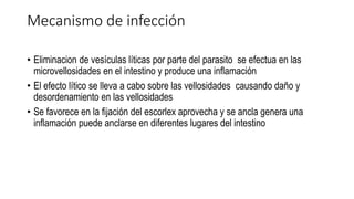 Mecanismo de infección
• Eliminacion de vesículas líticas por parte del parasito se efectua en las
microvellosidades en el intestino y produce una inflamación
• El efecto lítico se lleva a cabo sobre las vellosidades causando daño y
desordenamiento en las vellosidades
• Se favorece en la fijación del escorlex aprovecha y se ancla genera una
inflamación puede anclarse en diferentes lugares del intestino
 
