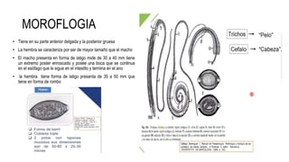MOROFLOGIA
• Tiene en su parte anterior delgada y la posterior gruesa
• La hembra se caracteriza por ser de mayor tamaño que el macho
• El macho presenta en forma de latigo mide de 30 a 40 mm tiene
un extremo poster enroscado y posee una boca que se continua
en el esófago que le sigue en el intestito y termina en el ano
• la hembra tiene forma de latigo presenta de 35 a 50 mm que
tiene en forma de rombo
 