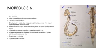 MORFOLOGIA
• Color blanquecino
• Tiempo de vida el macho muere cuando copula con la hembra
• La hembra vive entre 40 a 60 días
• El macho presenta la boca el esófago en su parte media el intestino y termina en el ano en la parte
media presenta aparato reproductos red testi
• Presenta cutículas en su cabeza llamada aletas cefálicas, presenta una espicula copulatriz su extremo
es curvo
• La hembra tiene la extremidad anterior tiene la boca esófago Intestino y el ano
• Su parte media presenta el utero va mantener sus huevos también esta el ovario y la vulva del
enterobius su extremo posterior es recto
• El macho mide 2 a 5 milímetros
• La hembra mide 8 a 13 milímetros
 
