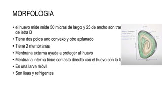 MORFOLOGIA
• el huevo mide mide 50 micras de largo y 25 de ancho son transparente forma
de letra D
• Tiene dos polos uno convexo y otro aplanado
• Tiene 2 membranas
• Menbrana externa ayuda a proteger al huevo
• Menbrana interna tiene contacto directo con el huevo con la larva
• Es una larva móvil
• Son lisas y refrigentes
 