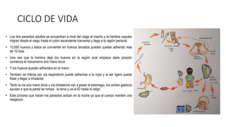 CICLO DE VIDA
• Los dos parasitos adultos se encuentran a nivel del ciego el macho y la hembra copulan
migran desde el ciego hasta el colon ascendente tranverso y llega a la región perianal
• 10.000 huevos y estos se convierten en huevos larvados pueden quedar adherido mas
de 10 días
• Una ves que la hembra deja los huevos en la región anal empieza darle picazón
comienza el mecanismo ano mano boca
• Y los huevos quedan adheridos en la mano
• Tambien se infecta por via respiratoria puede adherirse a la ropa y al ser ligero puede
flotar y llegar a inhalarse
• Tanto la vía ano mano boca y via inhalatoria van a pasar al estomago, los acidos gasticos
ayudan a que la pared se rompa la larva y va al ID hasta el ciego
• Este proceso que hacen los parasitos actúan en la noche ya que el cuerpo mantien una
relajacion
 